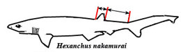 Claves_Hexanchus nakamurai.jpg